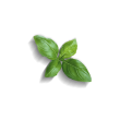 Basilic