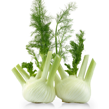 Fenouil