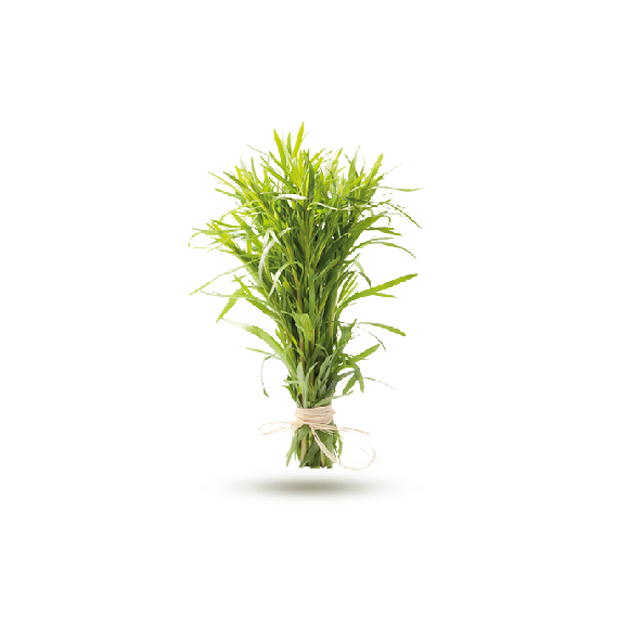 Estragon