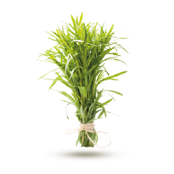 Estragon