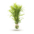 Estragon