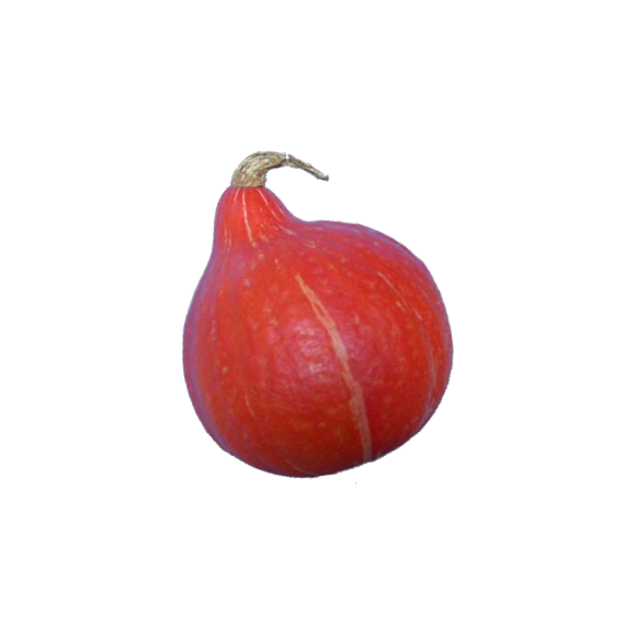Courge potimarron