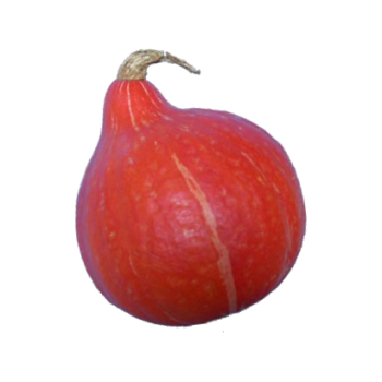 Courge potimarron