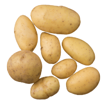 Pomme de terre grenaille