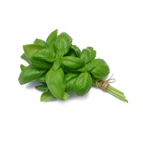 Basilic