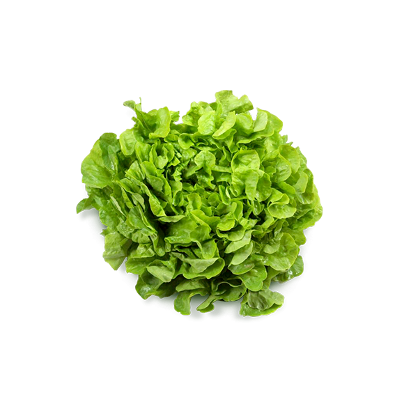 Salade feuille de chêne blonde