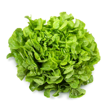 Salade feuille de chêne blonde