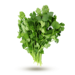 Coriandre