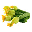 Courgette fleur
