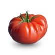 Tomate rébellion